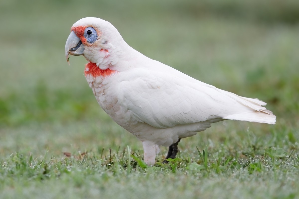 Kakadu tenkozobý - Cacatua  tenuirostris